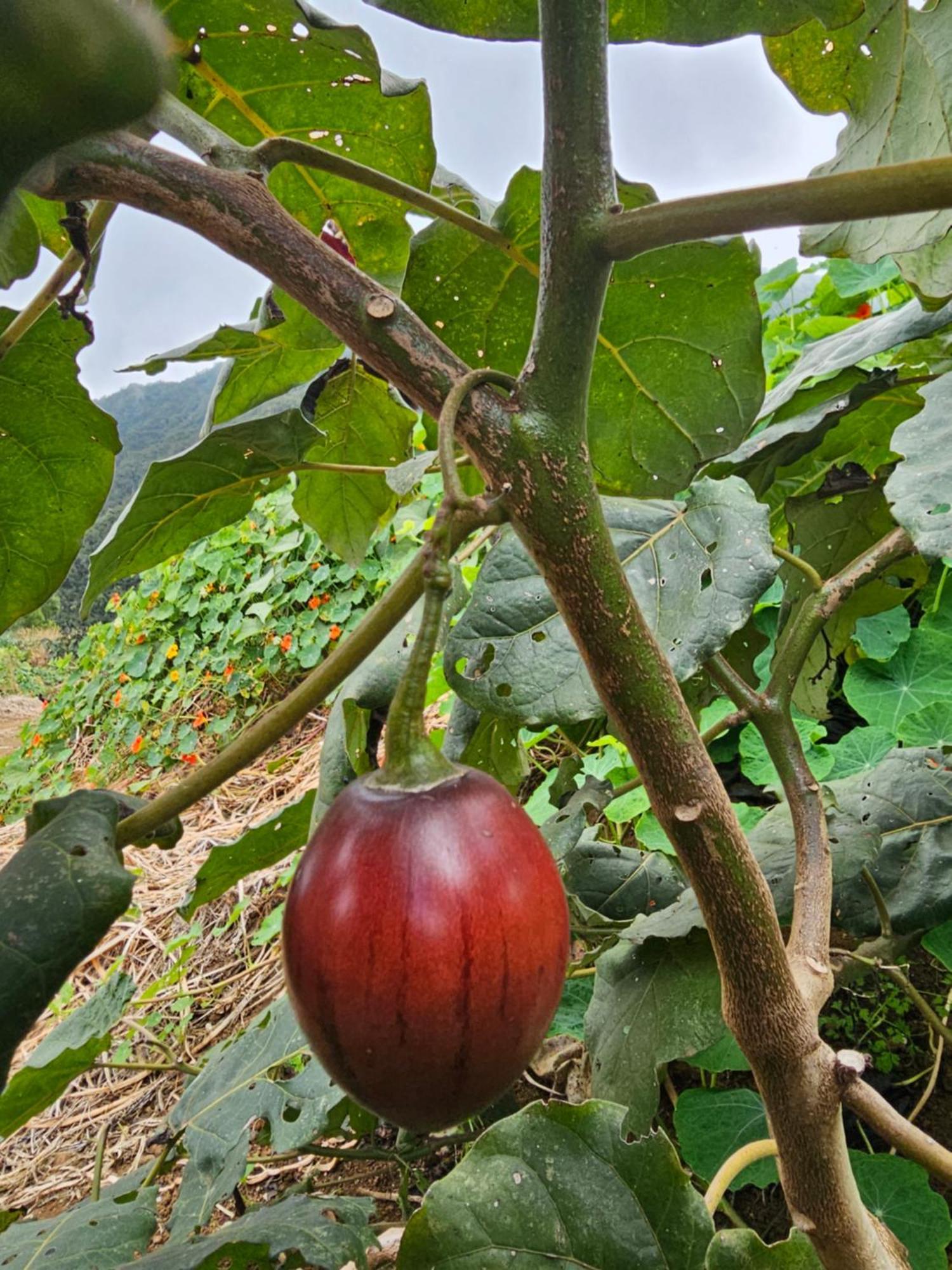 Penzion Au Coeur Des Plantations La Possession Exteriér fotografie